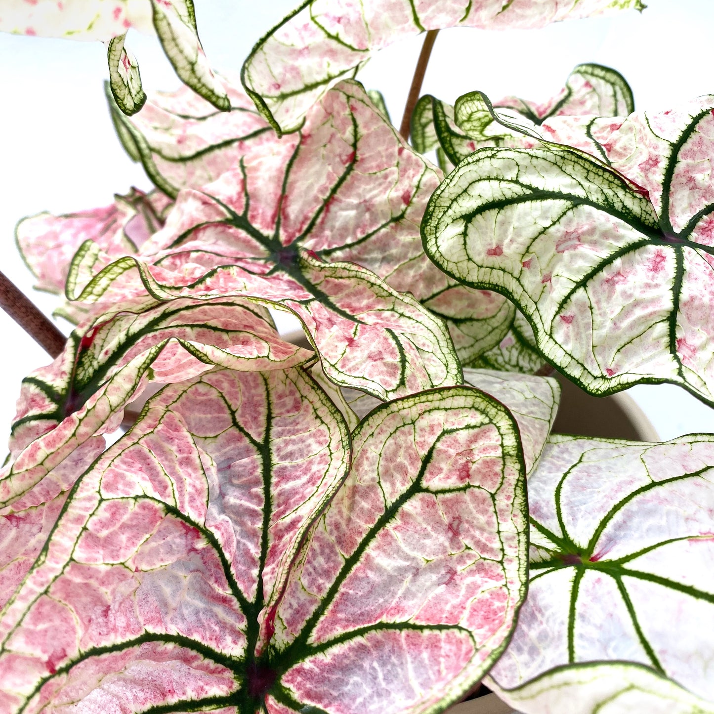 Caladium « Splash of wine »