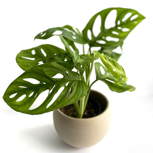 Monstera Andansonii