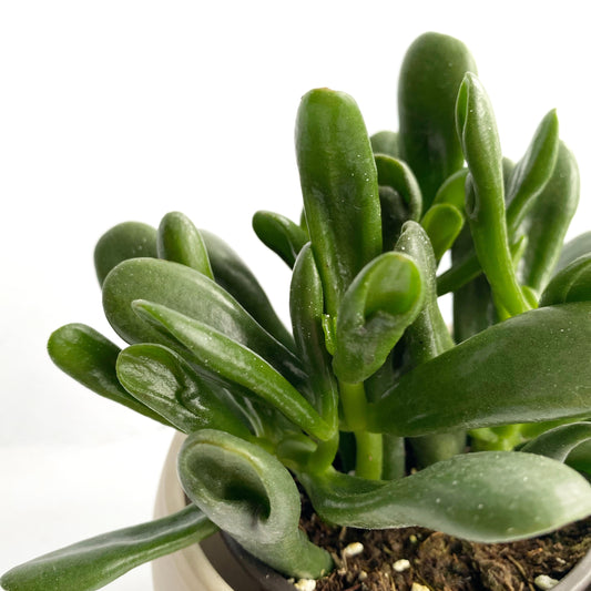 Crassula ovata « Hobbit »