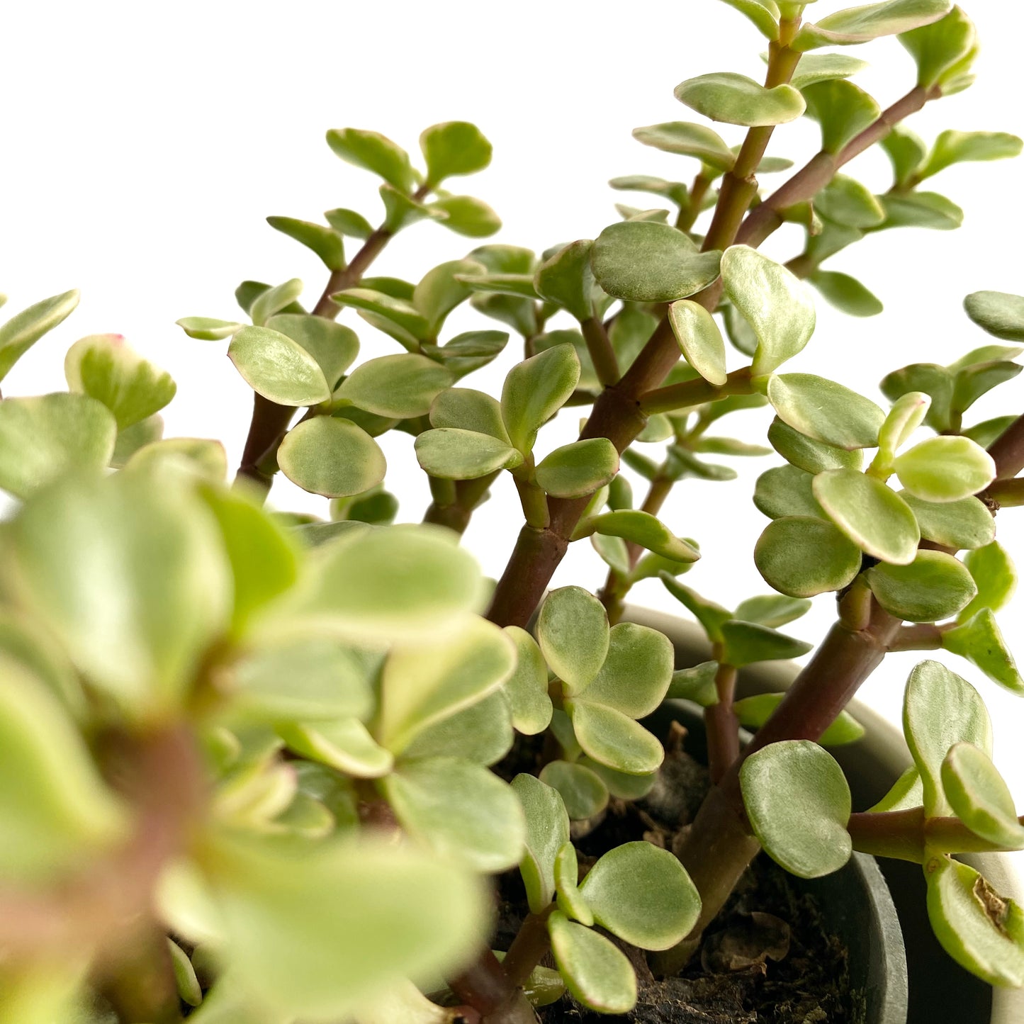 Portulacaria Afra variegata