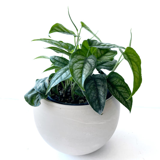 Philodendron Siltepecana