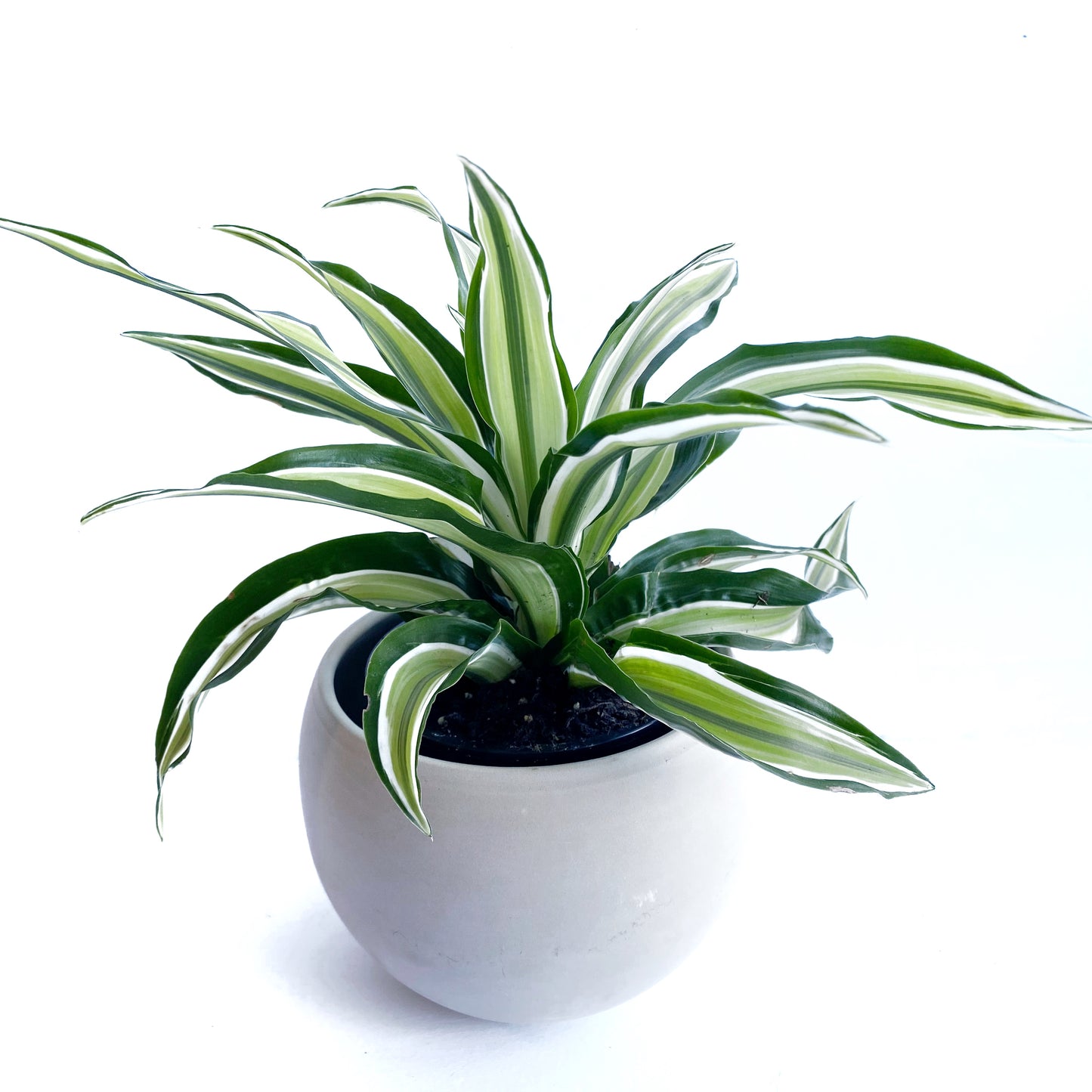 Dracaena Fragans « Malaika »