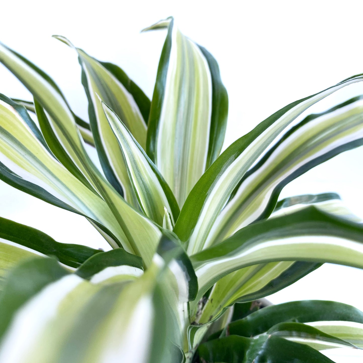 Dracaena Fragans « Malaika »