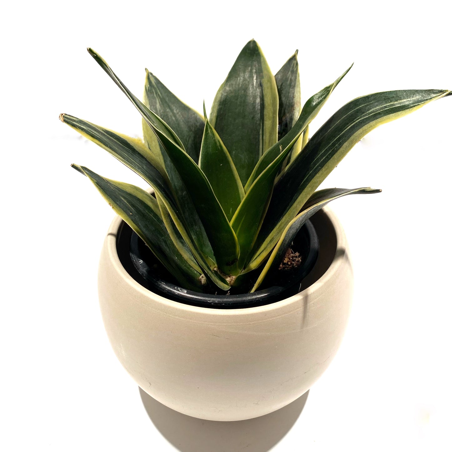 Sanseveria Florida Variegata