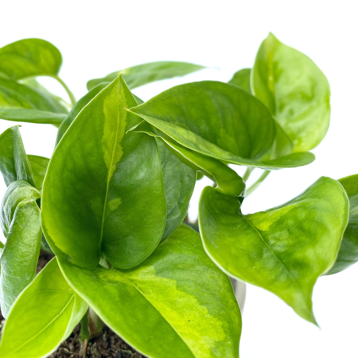 Epipremnum aureum 'Global Green'