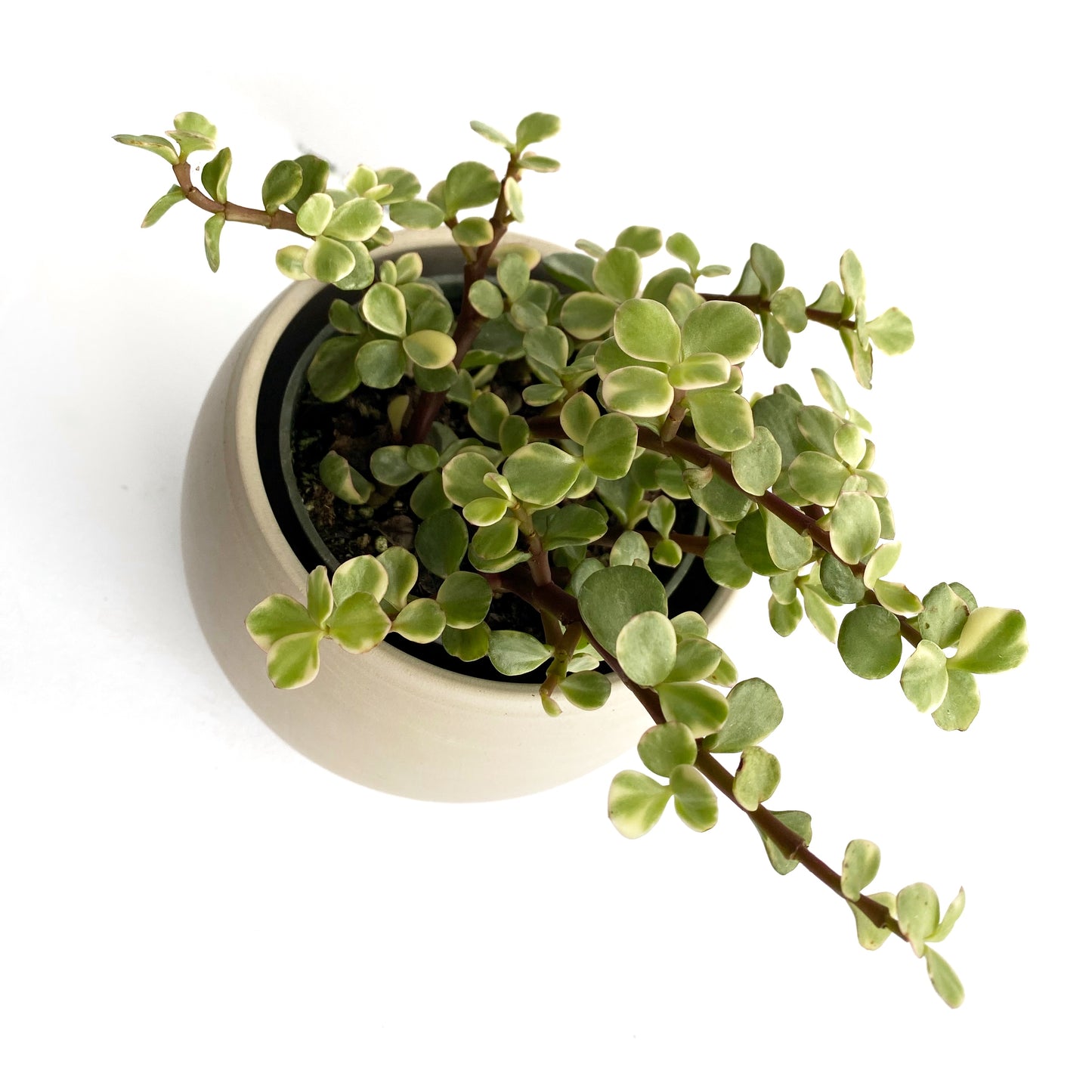 Portulacaria Afra variegata