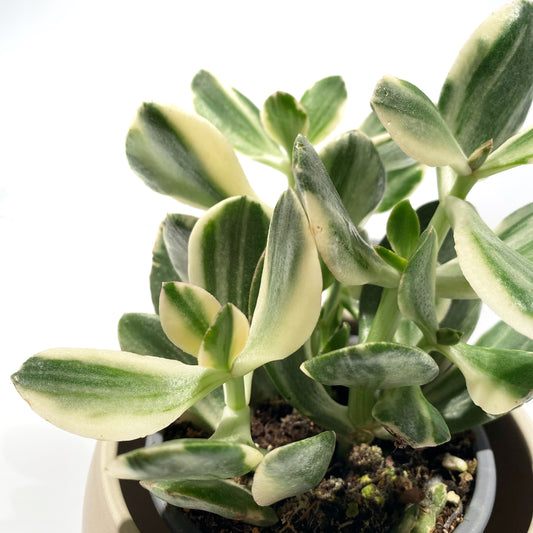 Crassula Ovata varigata