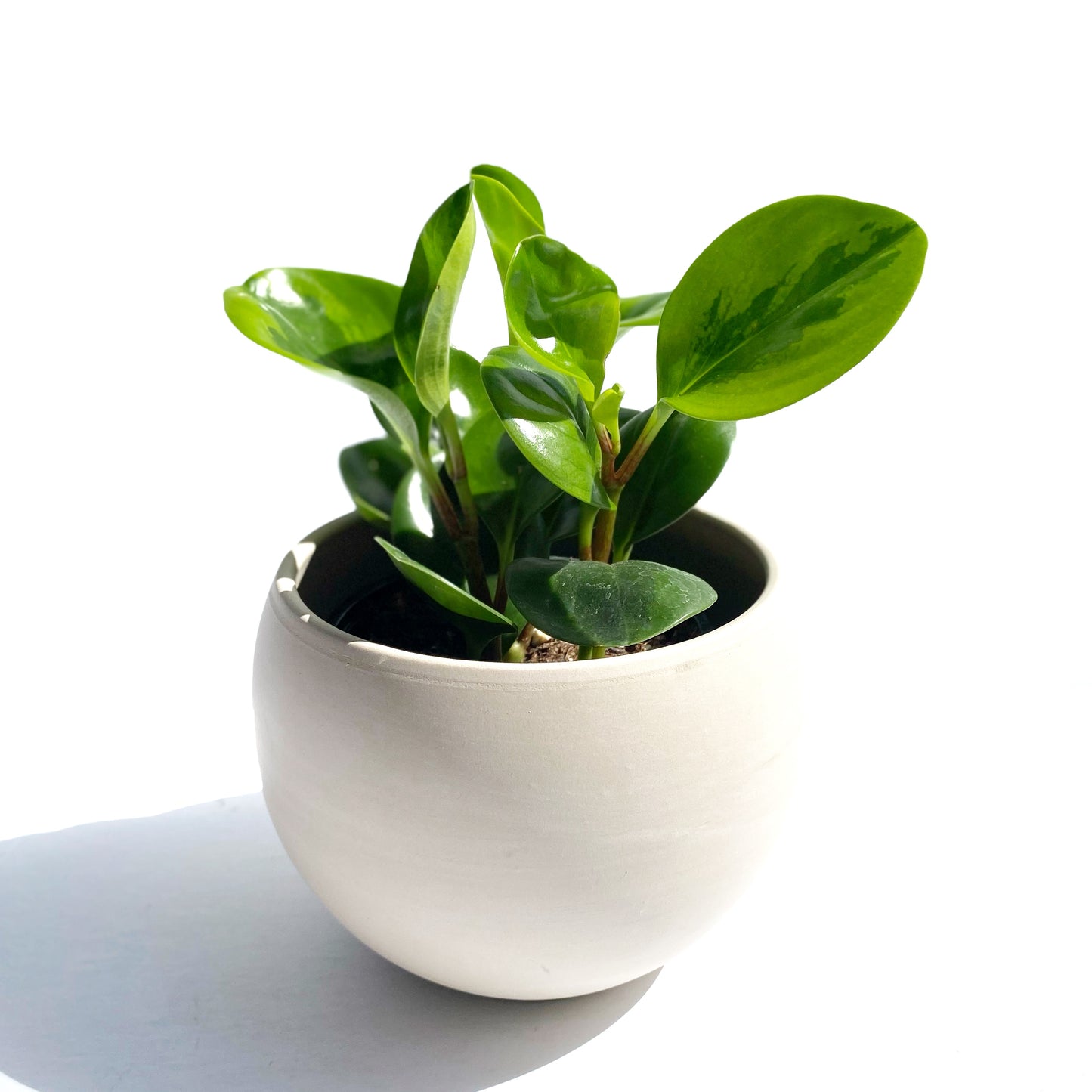 Peperomia obtusifolia « lemon lime »