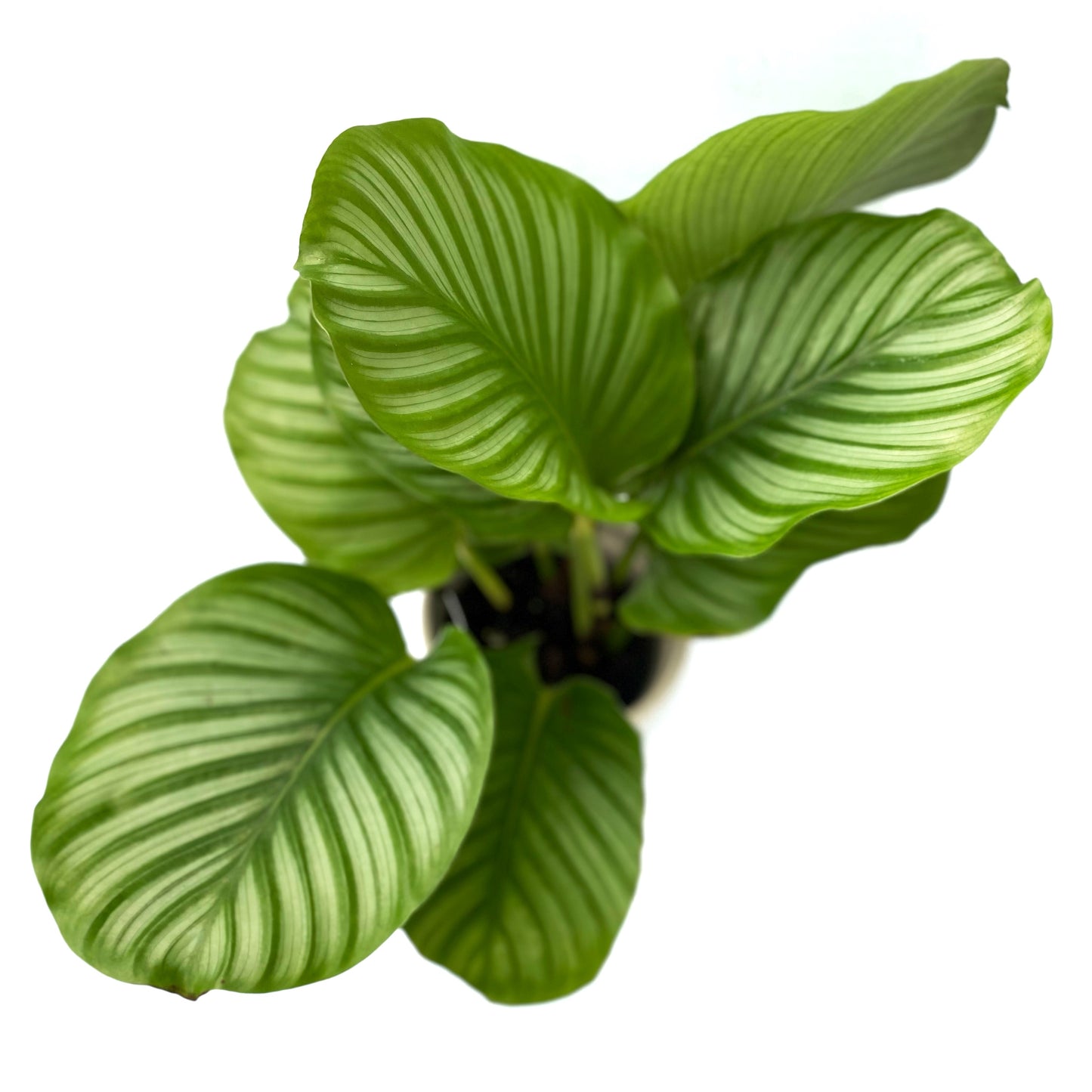 Calathea Orbifolia