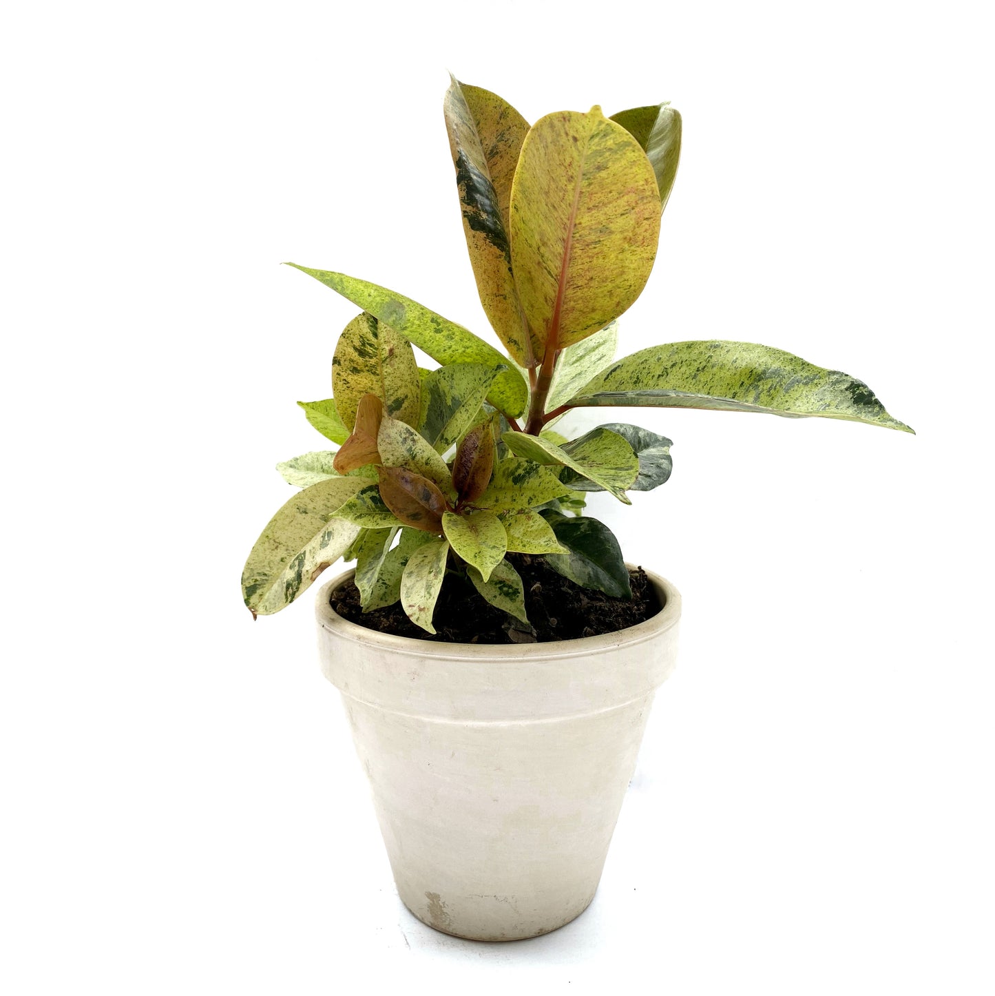 Ficus Shivereana