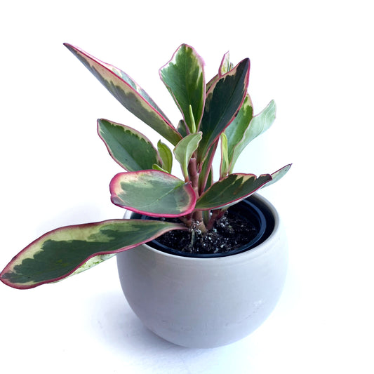 Peperomia clusiifolia Ginny