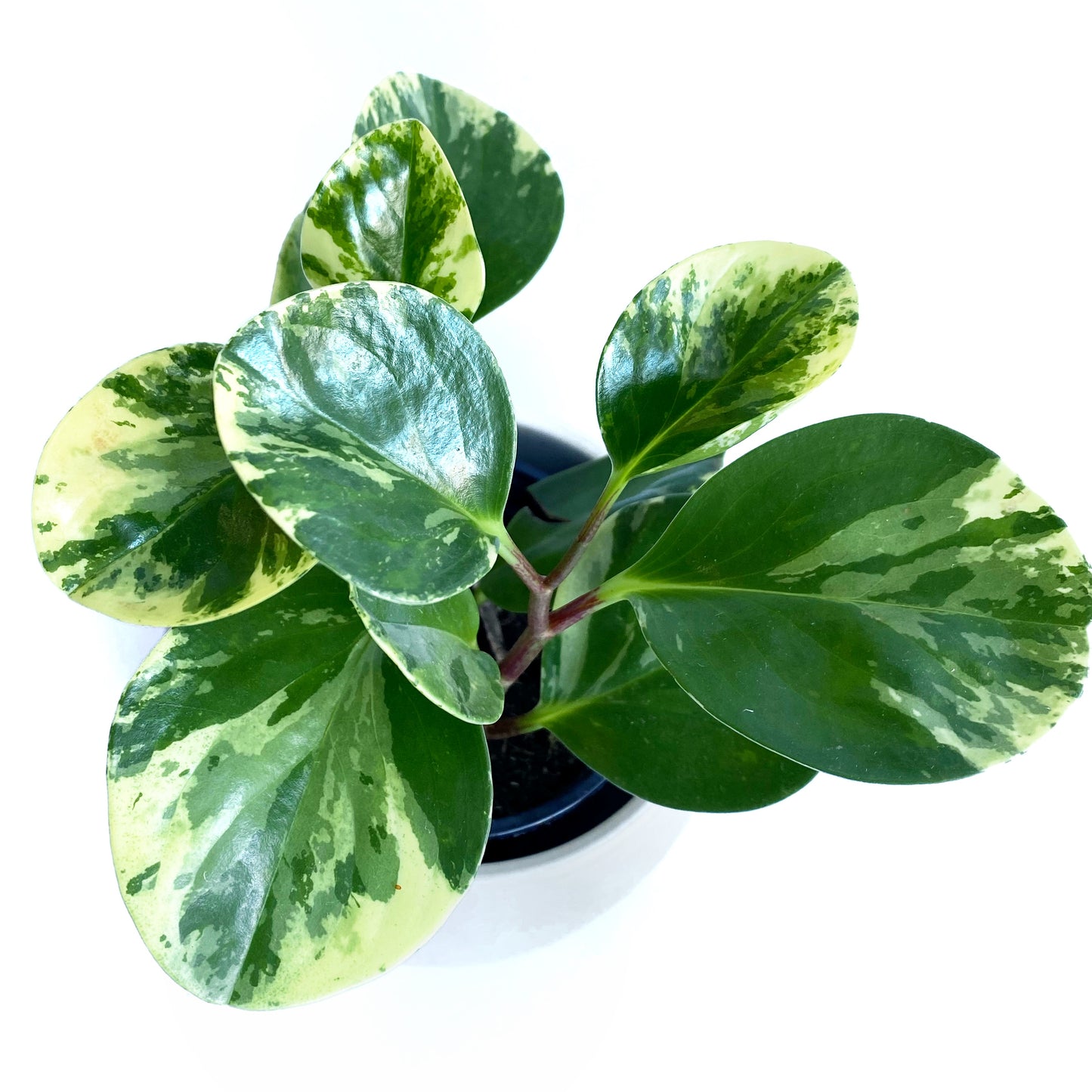 Peperomia obtusifolia « marble »