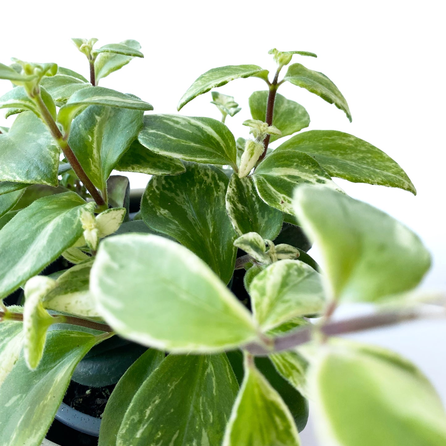 Aeschynanthus ‘Mona Lisa’ variegata