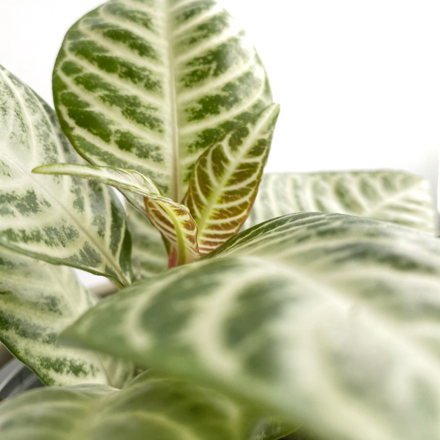 Aphelandra « Snowflake »