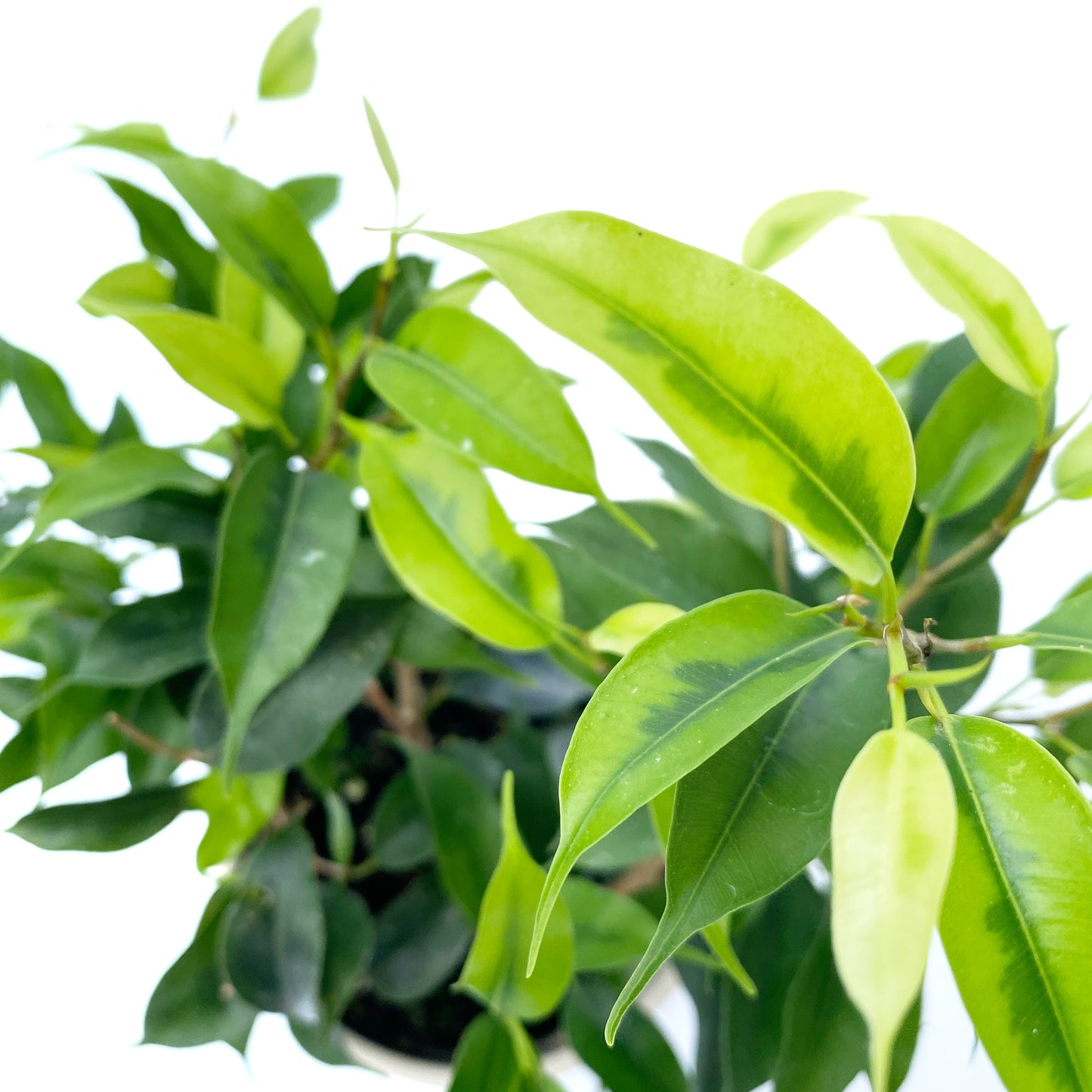 Ficus Benjamina