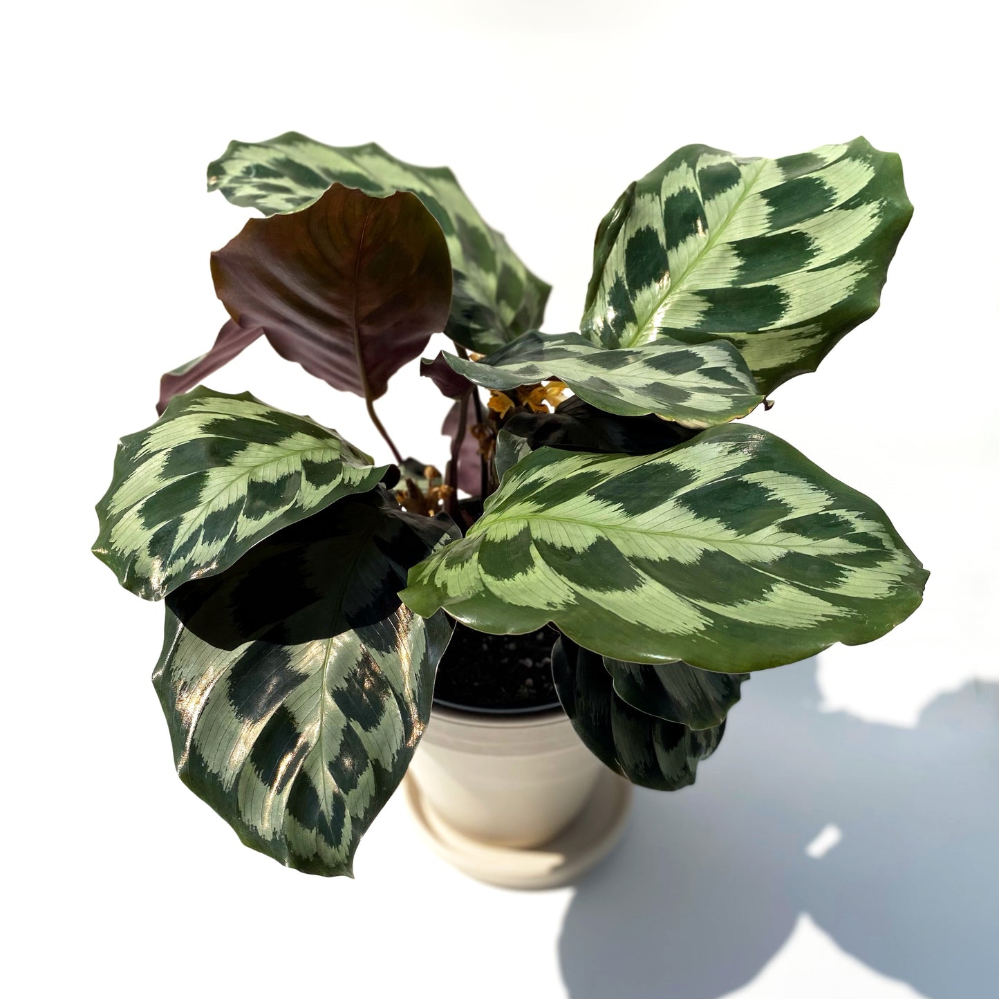 Calathea Helen K