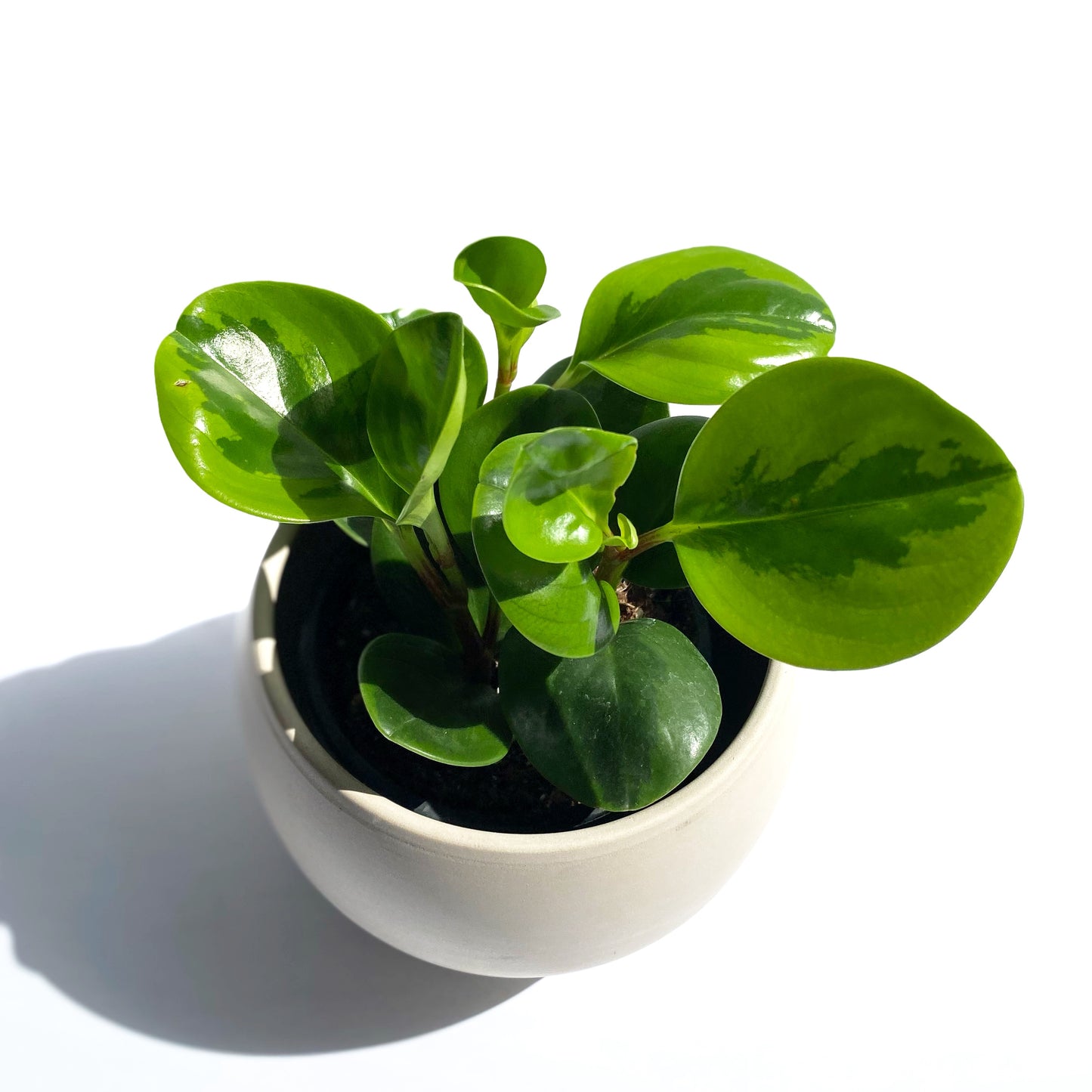 Peperomia obtusifolia « lemon lime »