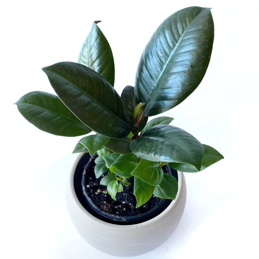 Ficus Elastica