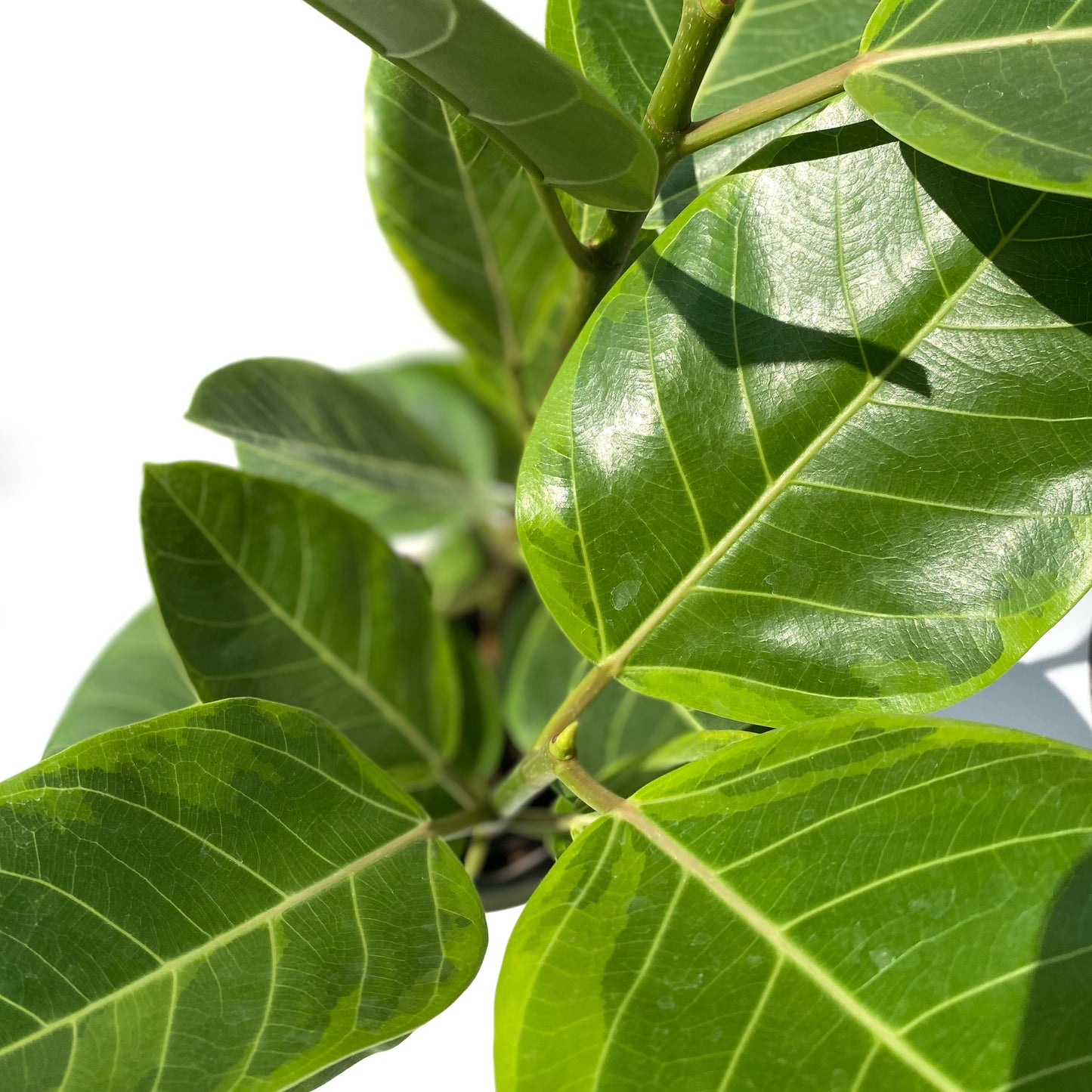 Ficus Altissima