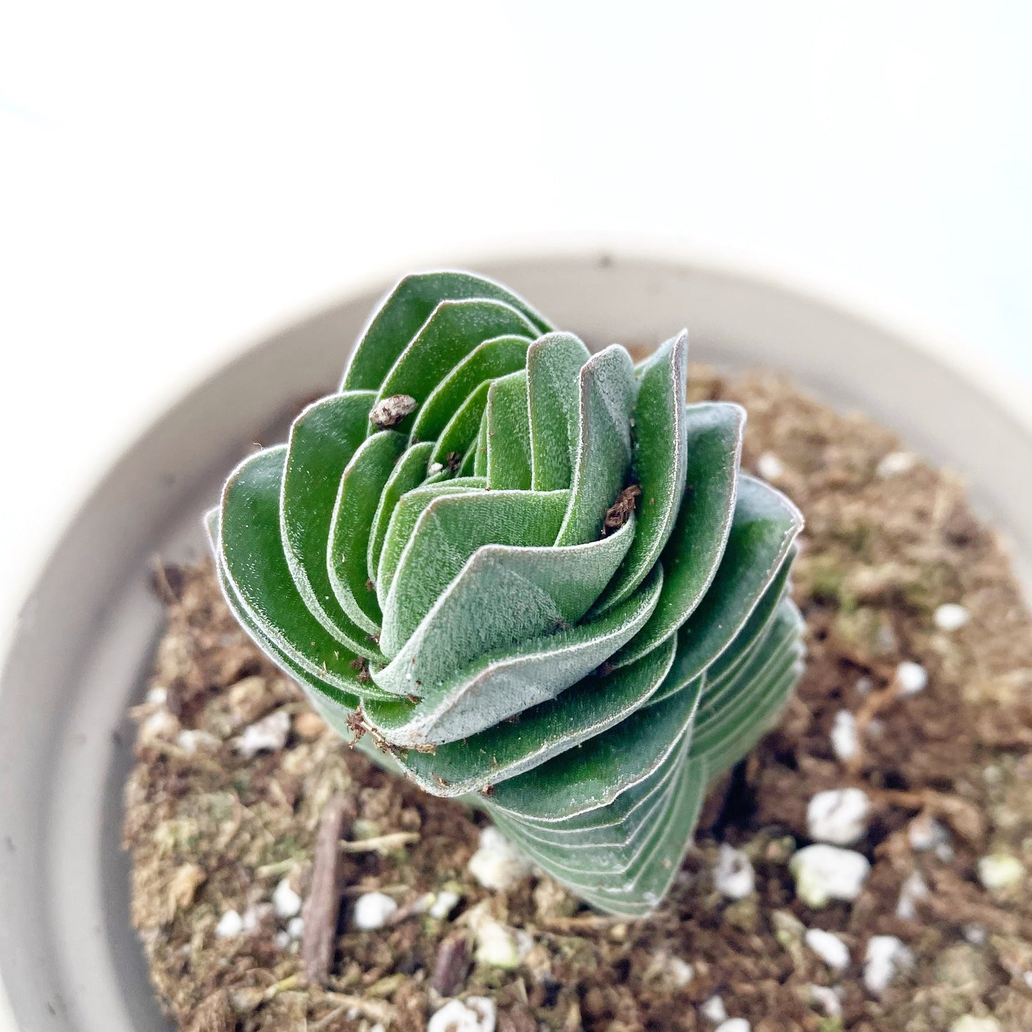 Crassula « Buddha’s Temple »