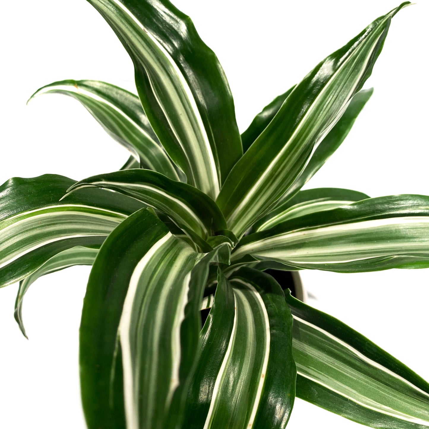 Dracaena Warniki Twister