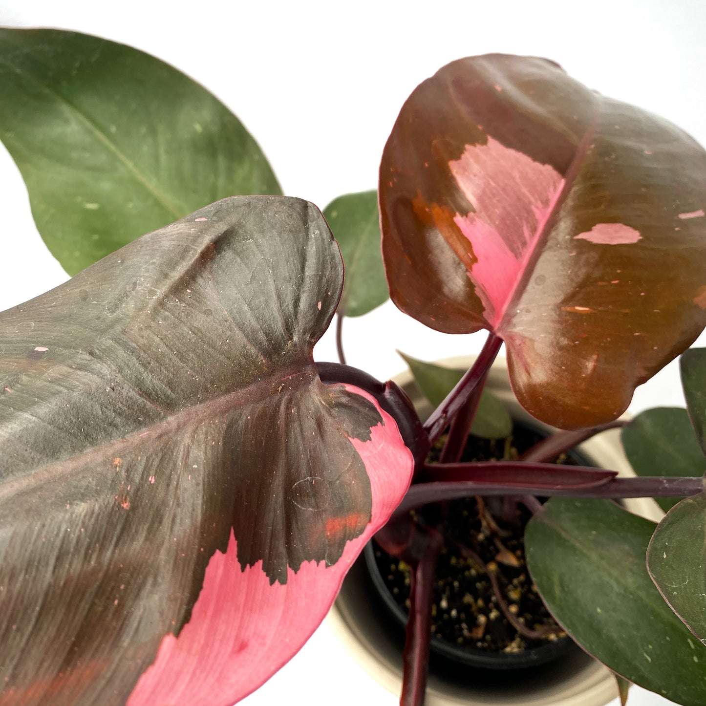 Philodendron pink princess