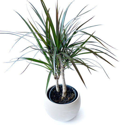 Dracaena Marginata