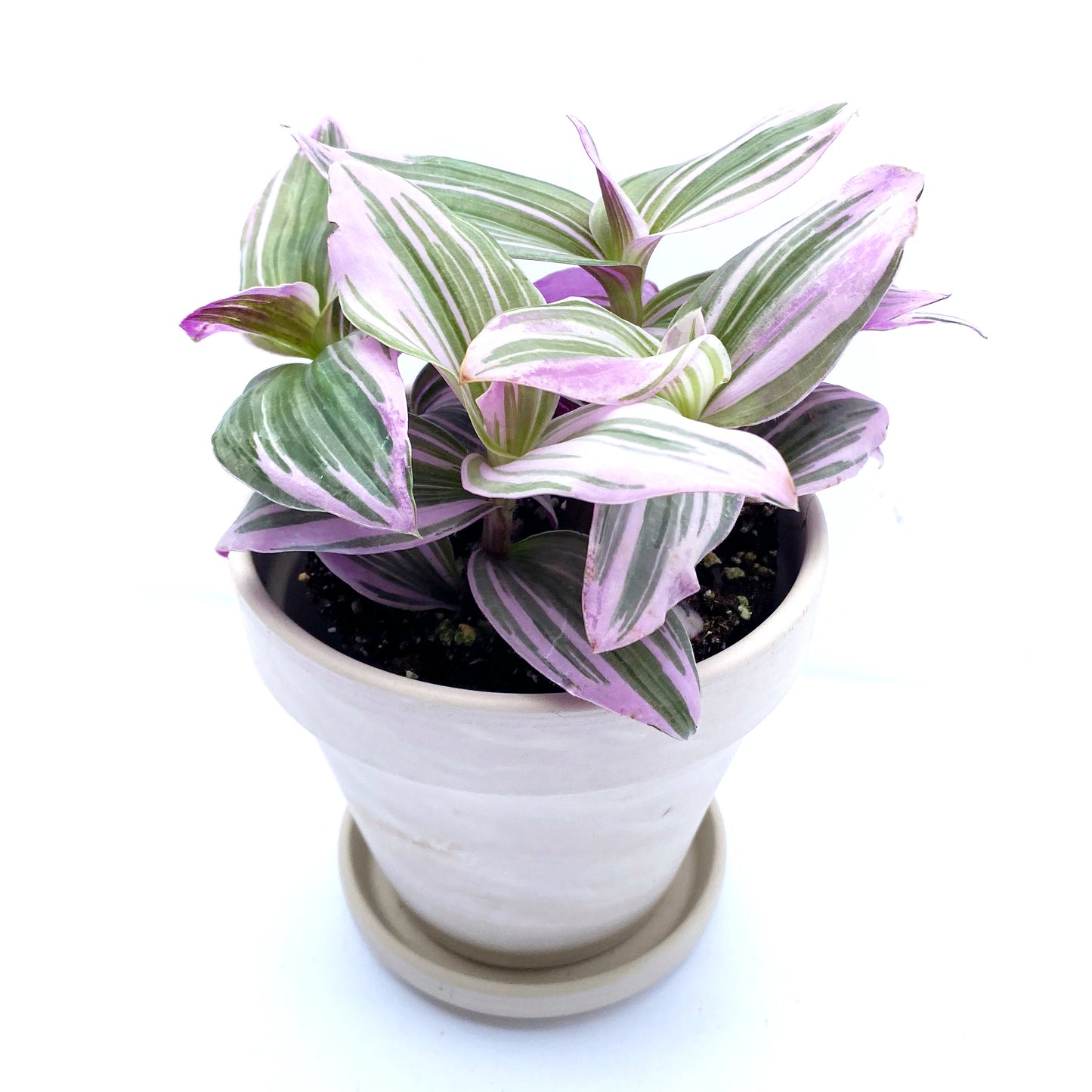 Tradescantia albiflora « Nanouk »  | 4’’