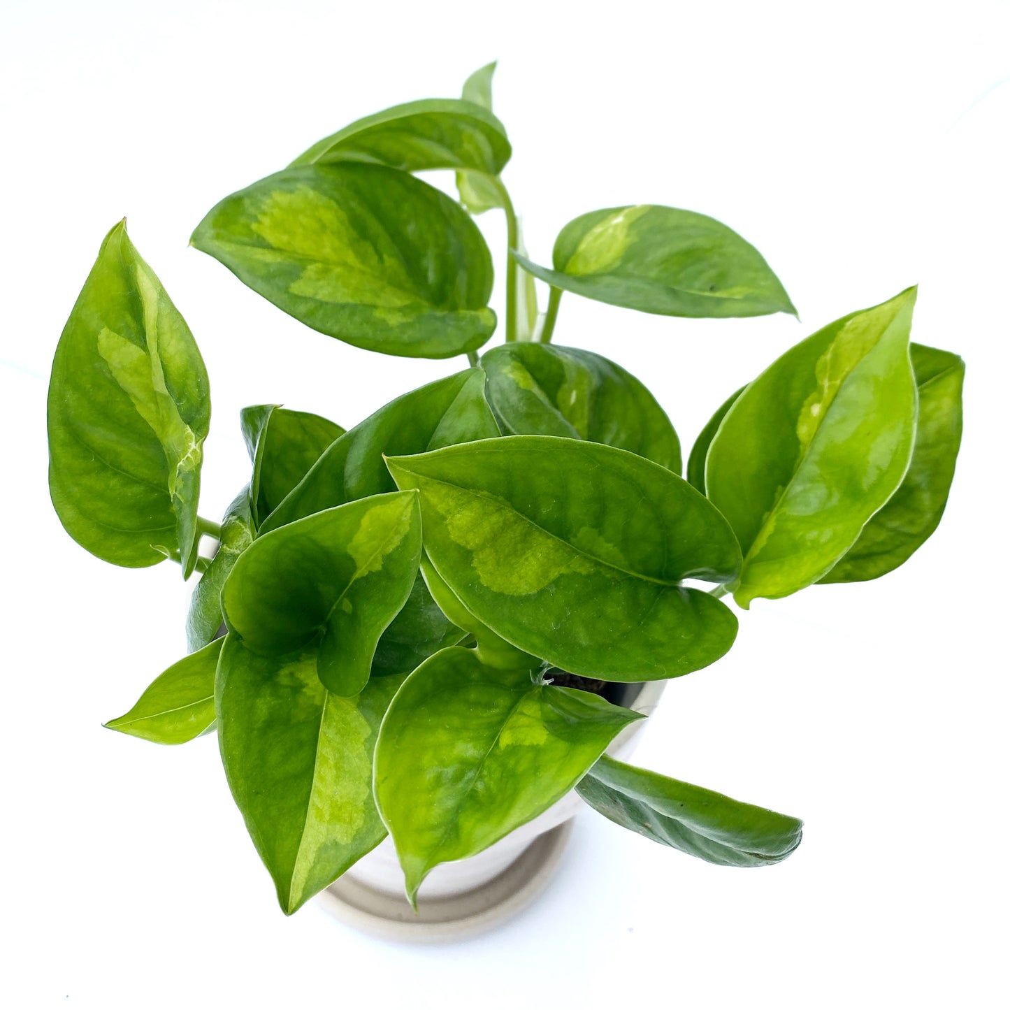 Epipremnum aureum 'Global Green'