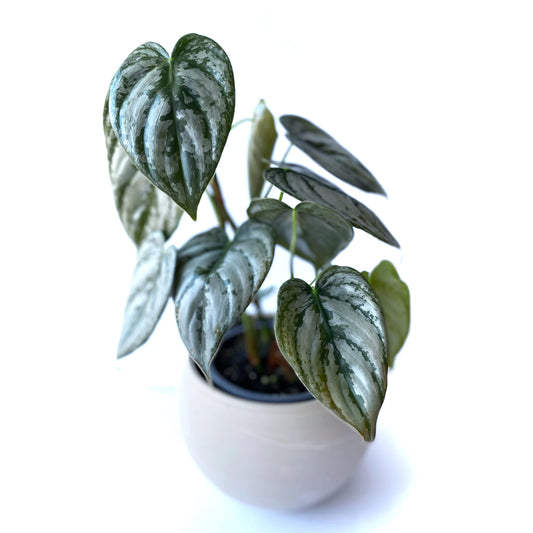 Philodendron Brandtianum