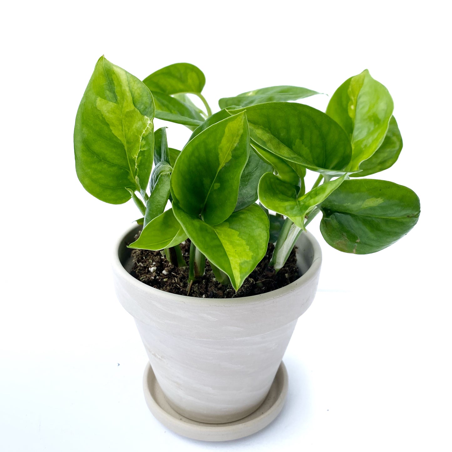 Epipremnum aureum 'Global Green'