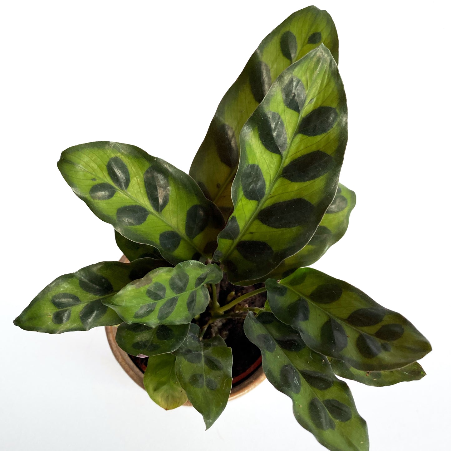 Calathea Lancifolia