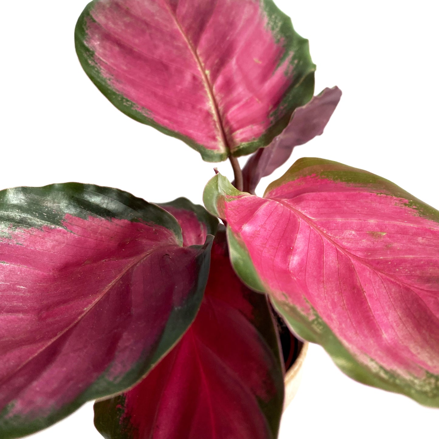 Calathea roseopicta « Rosy »