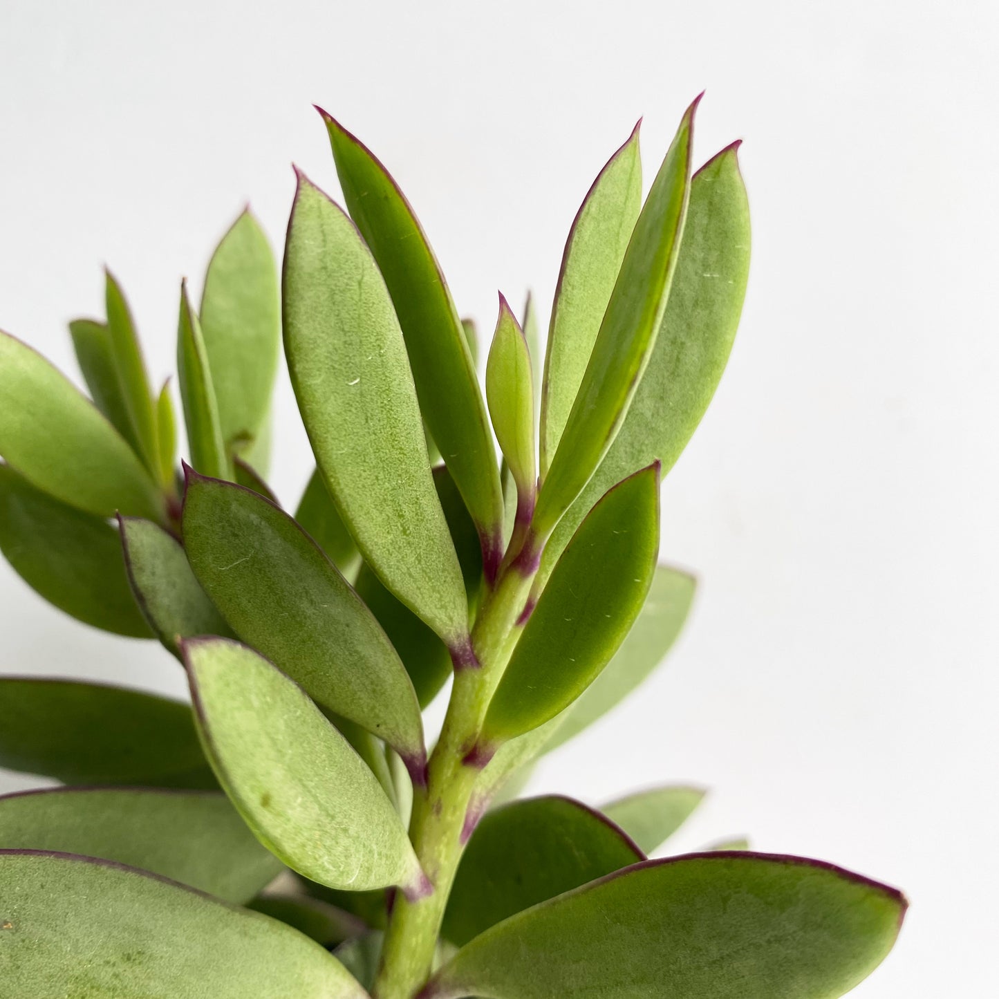 Senecio Crassissimus