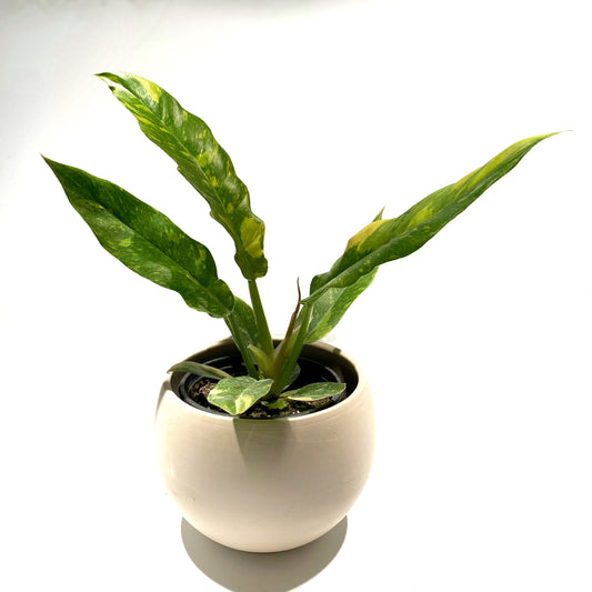 Philodendron Ring of Fire