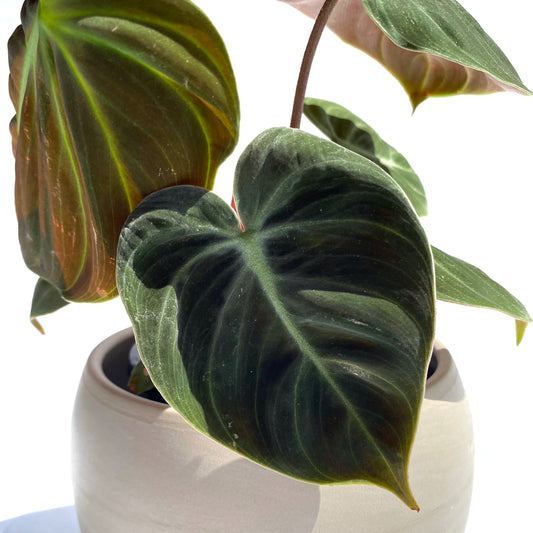 Philodendron « El Choco Red »