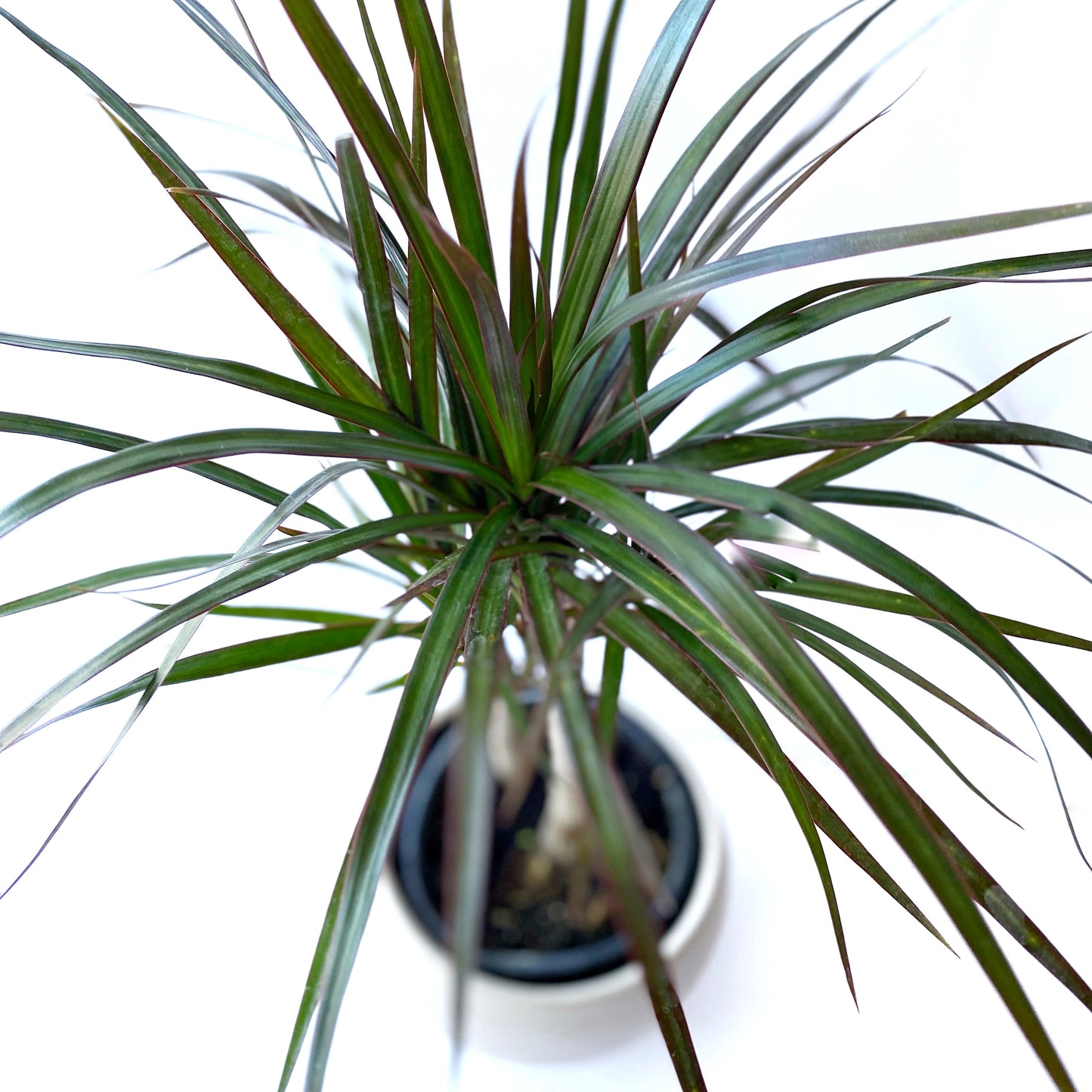 Dracaena Marginata