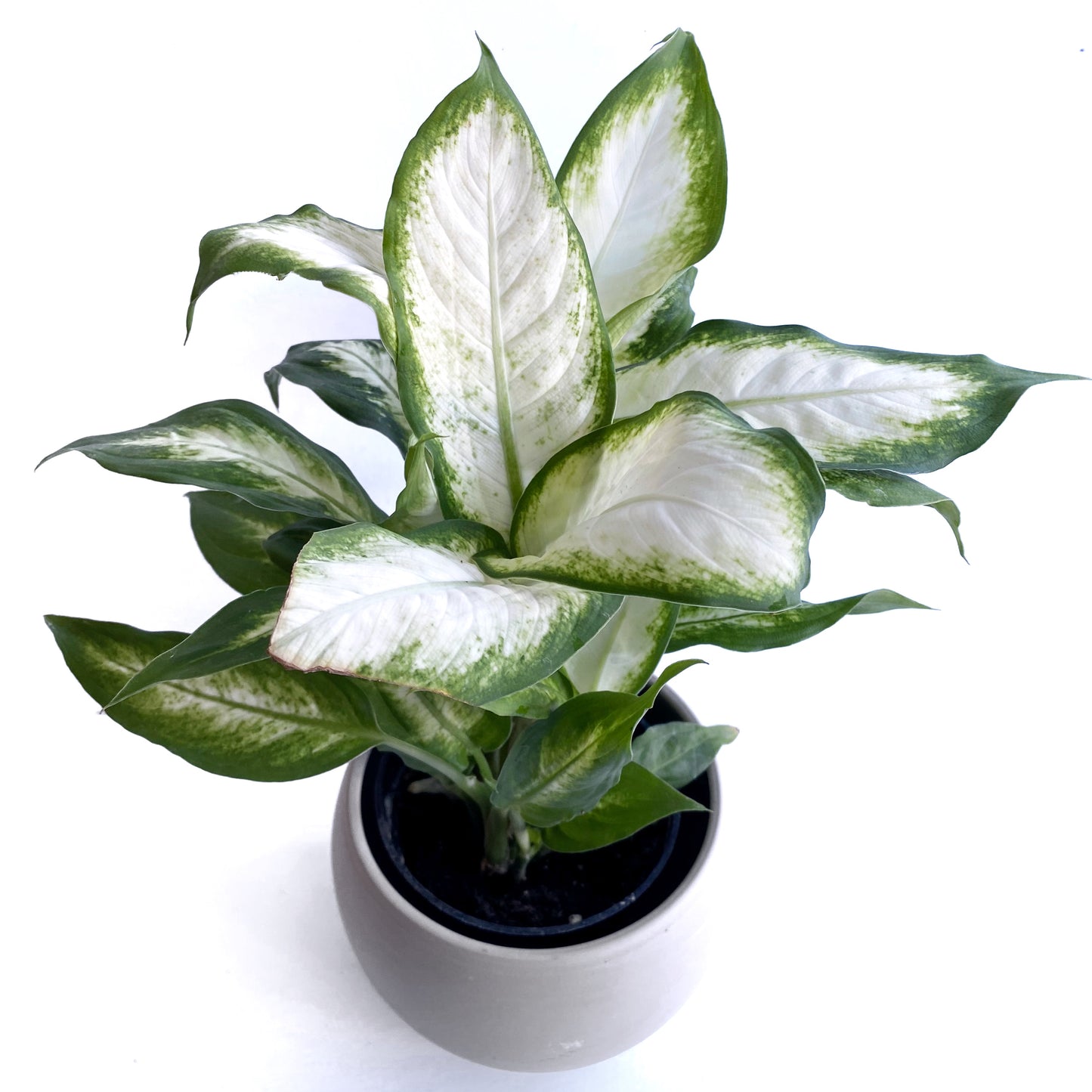 Dieffenbachia Camille