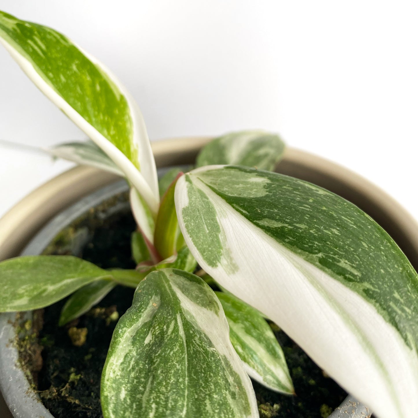 Philodendron White Princess