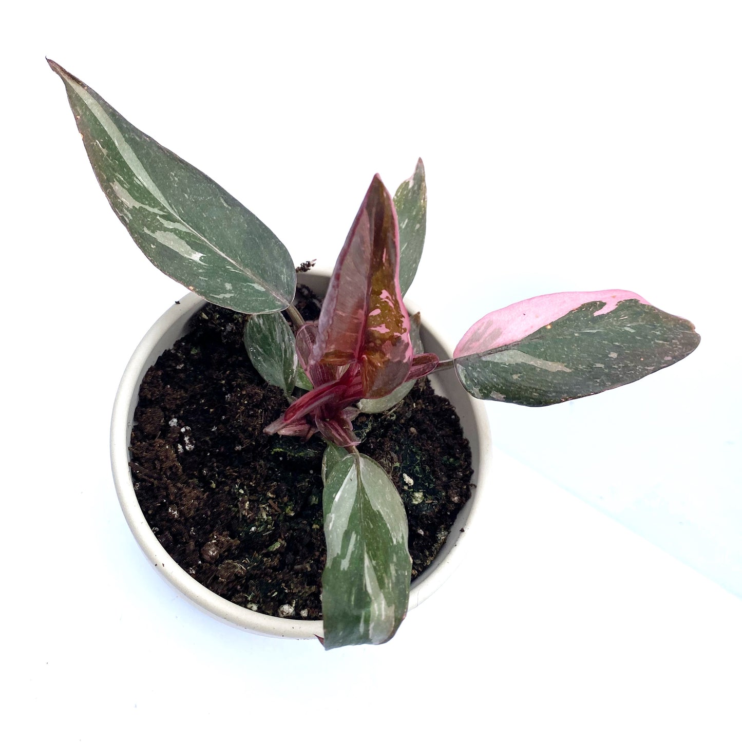 Philodendron pink princess