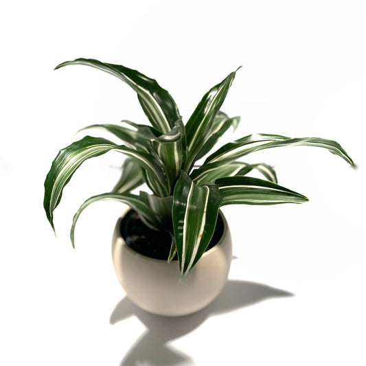 Dracaena Warniki Twister