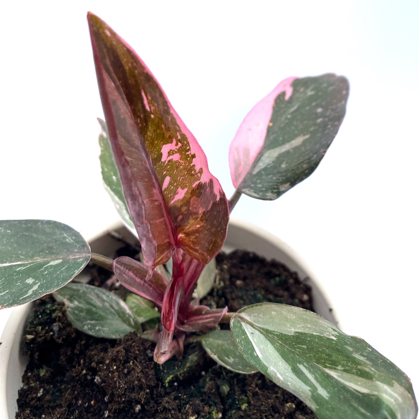 Philodendron pink princess