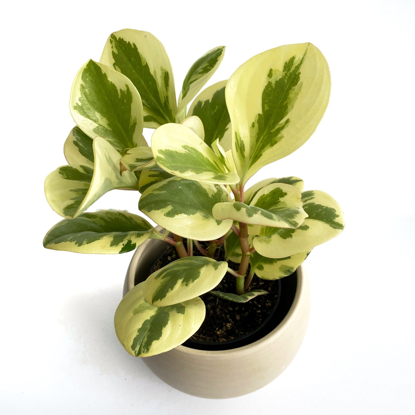 Peperomia obtusifolia « citrus »