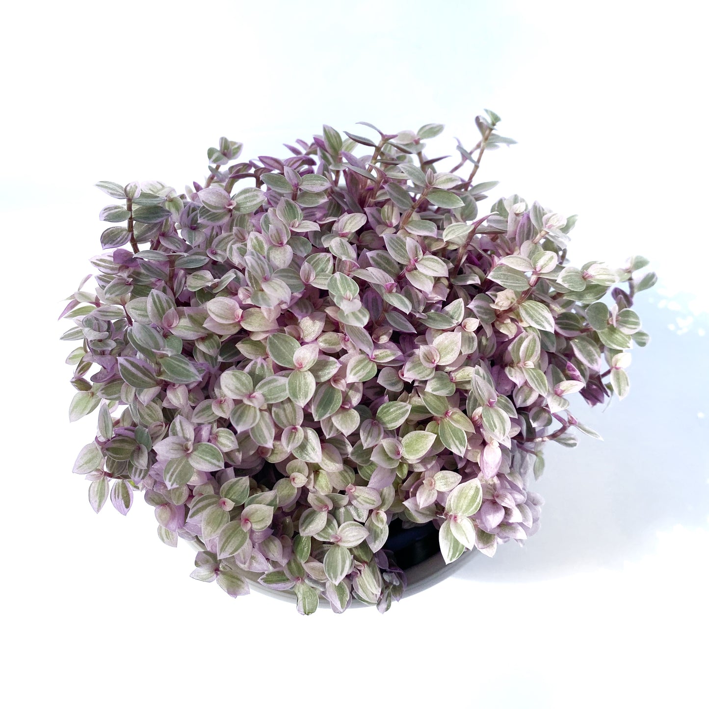 Callisia repens « Pink Lady »