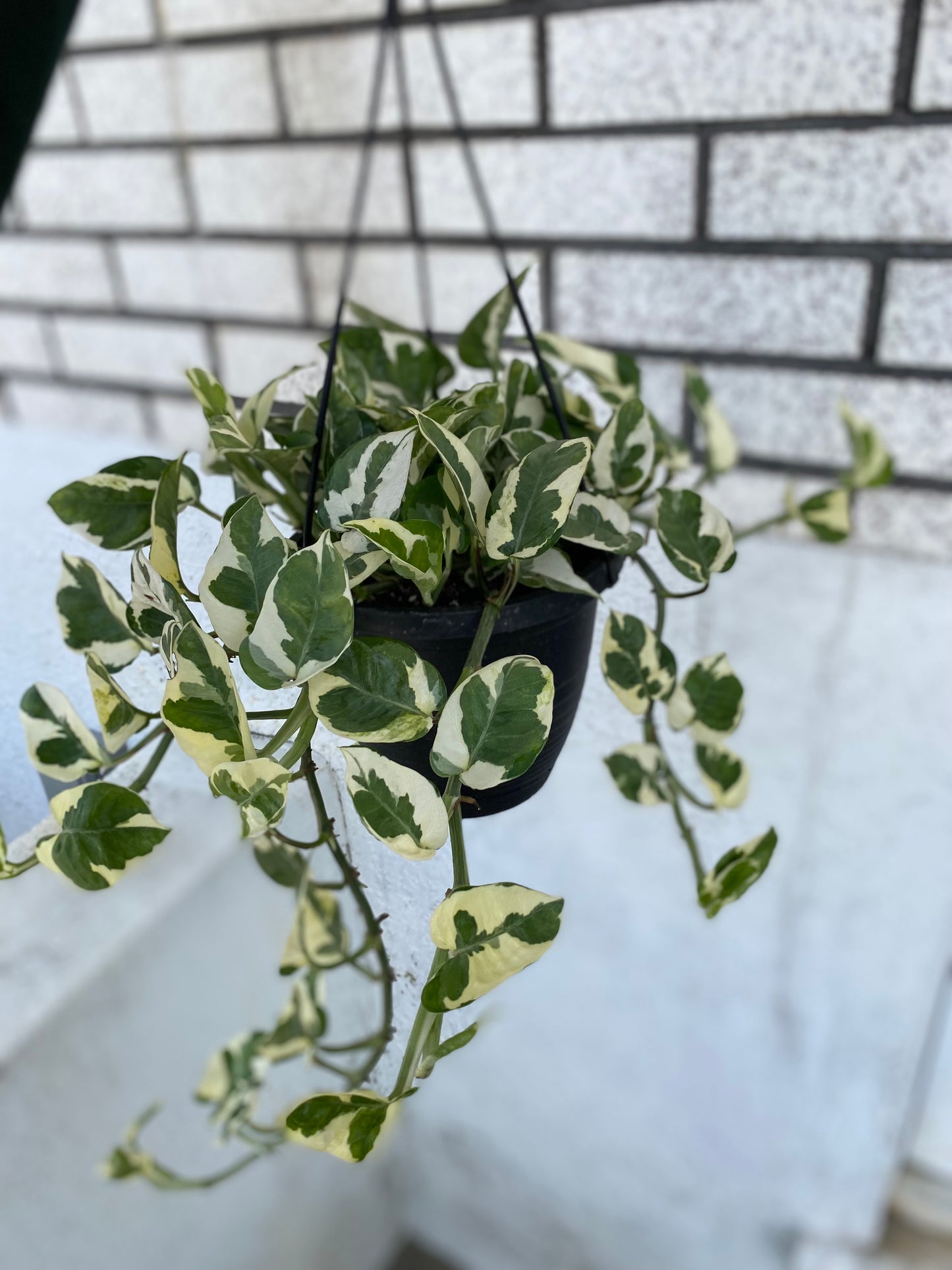 Epipremnum aureum 'Pearls and Jade'