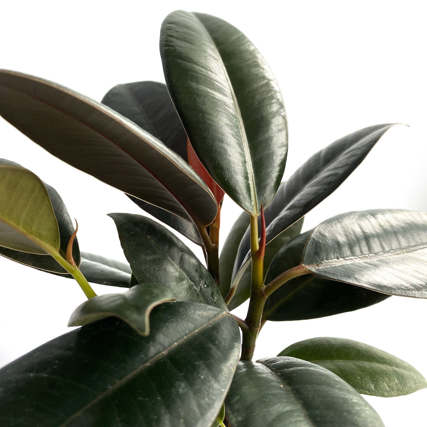 Ficus Elastica « burgundy »