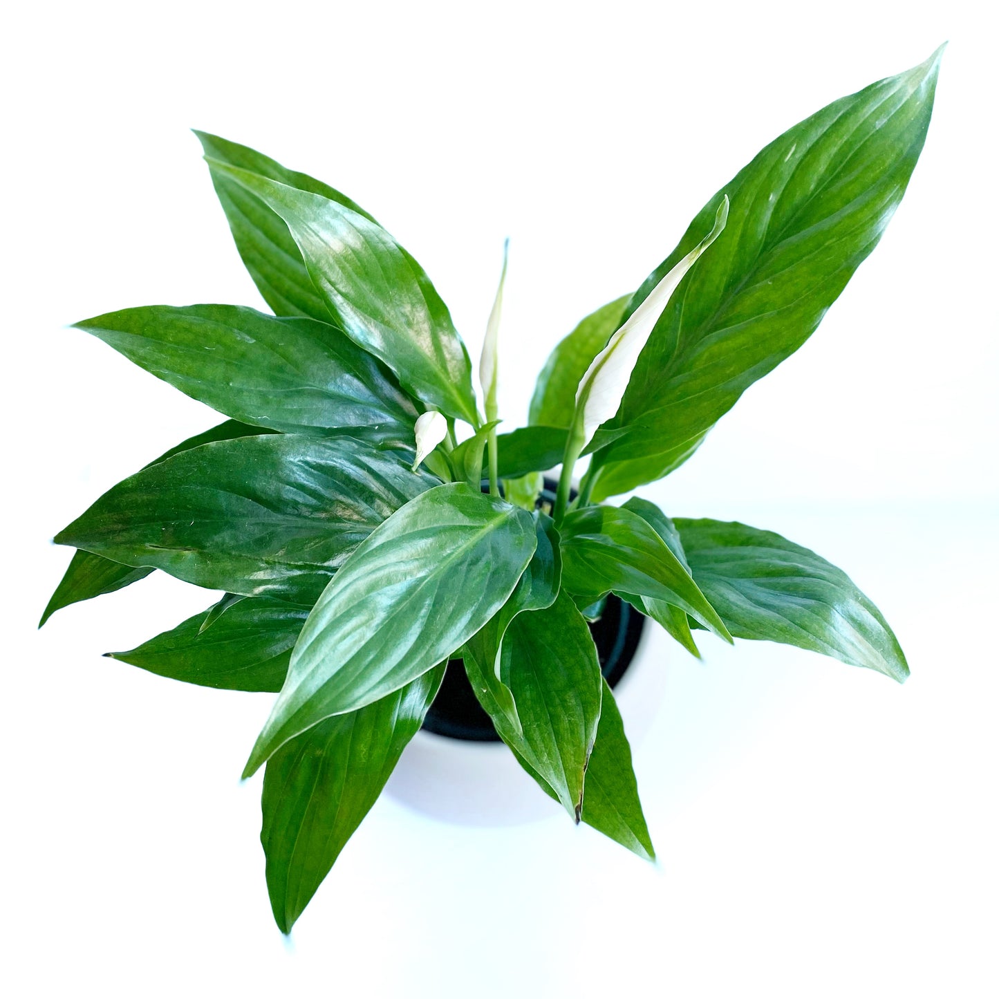 Spathiphyllum wallisii