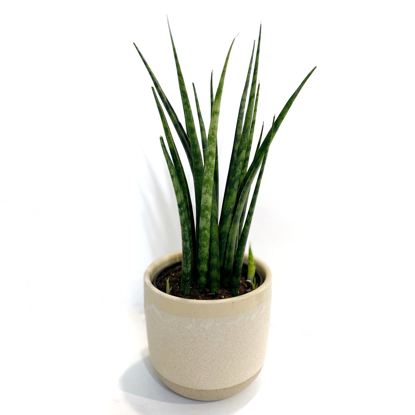 Sansevieria Mikado Fernwood