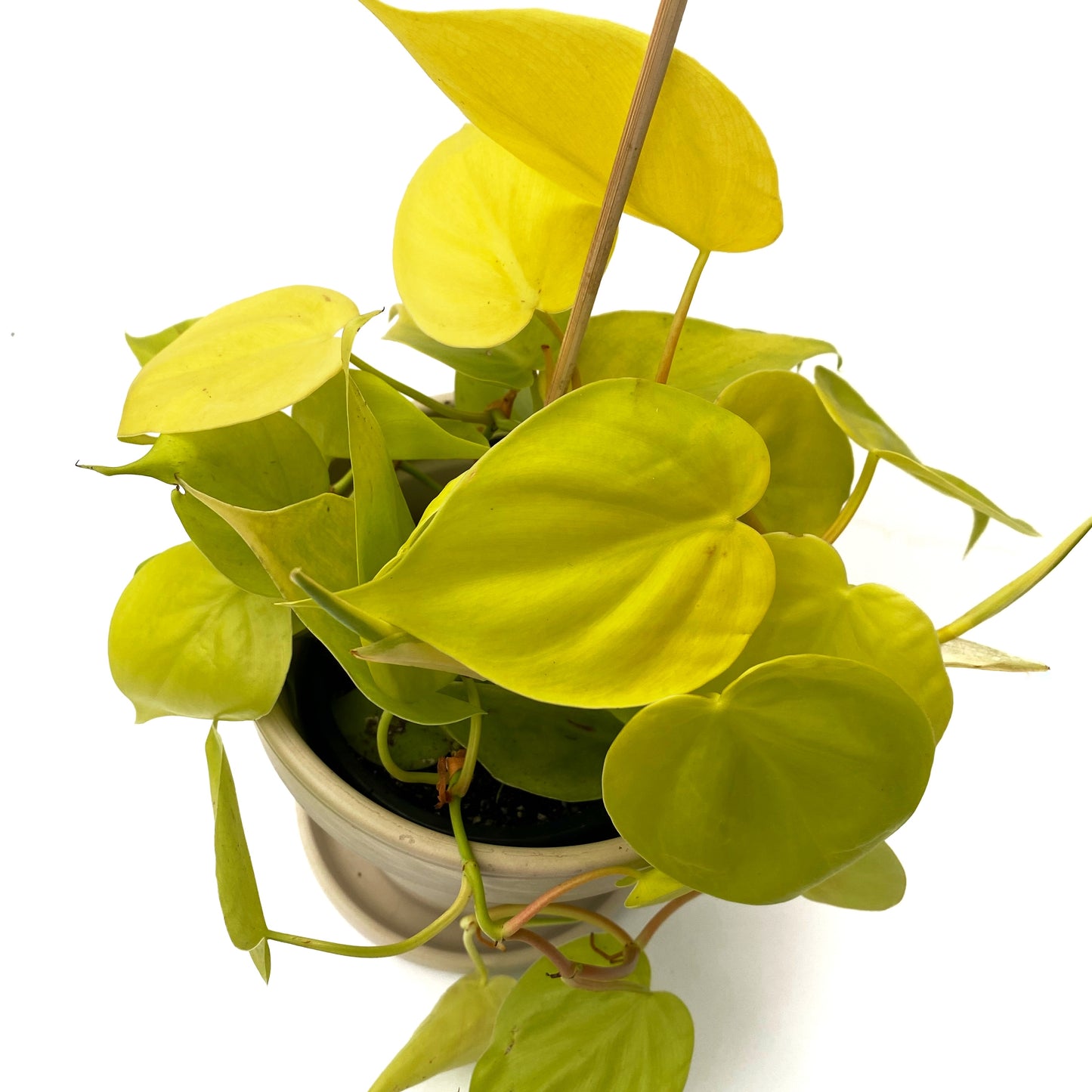 Philodendron « lemon lime »