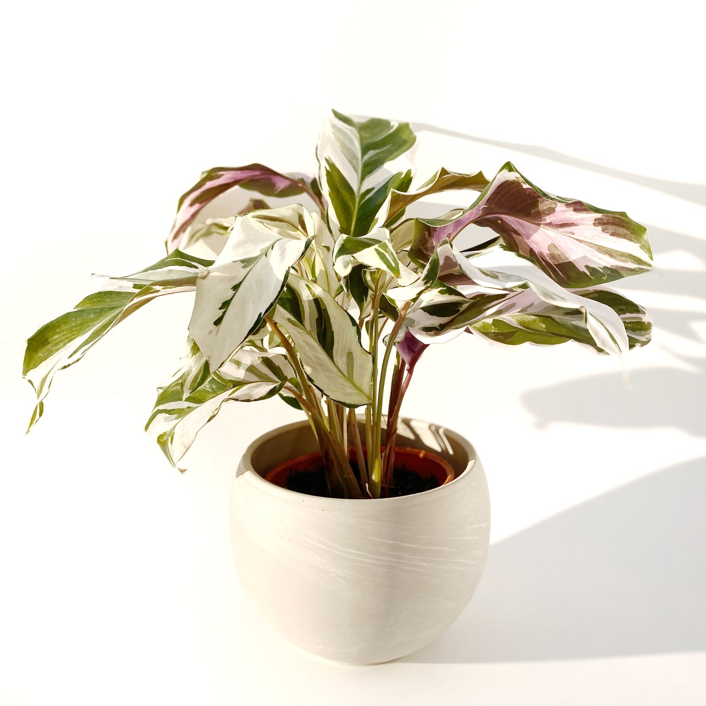 Calathea « Stella »